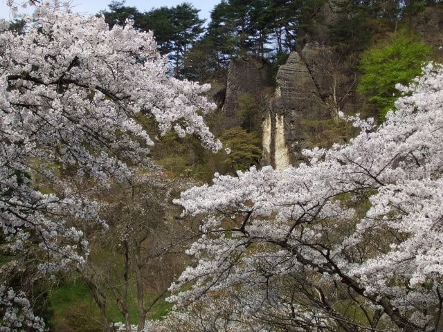 きみまち阪公園の桜