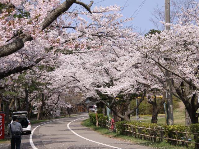 能代公園の桜