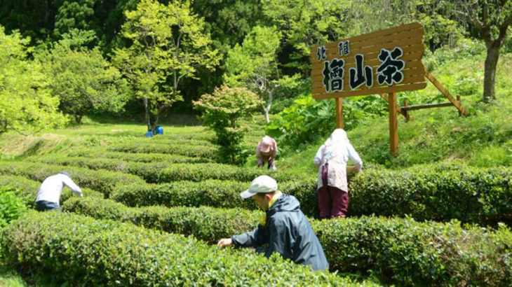 【北限の茶】檜山茶の剪定が始まったみたい！