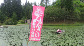 【三種町】ジュンサイの摘み取り体験の受入が始まったみたい！