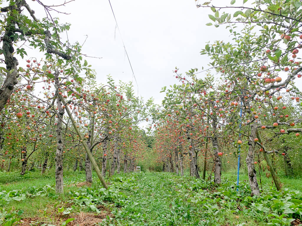 りんごの並木道