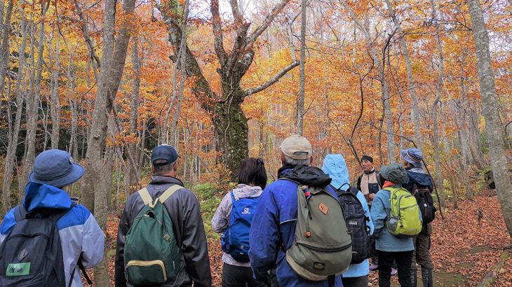 【10月31日】白神山地をレジェンドガイドと紅葉の森を歩くお得なツアーがあるみたい！