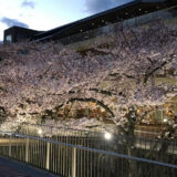 【4月9日〜】能代市役所さくら庭の夜桜がライトアップさせるみたい！