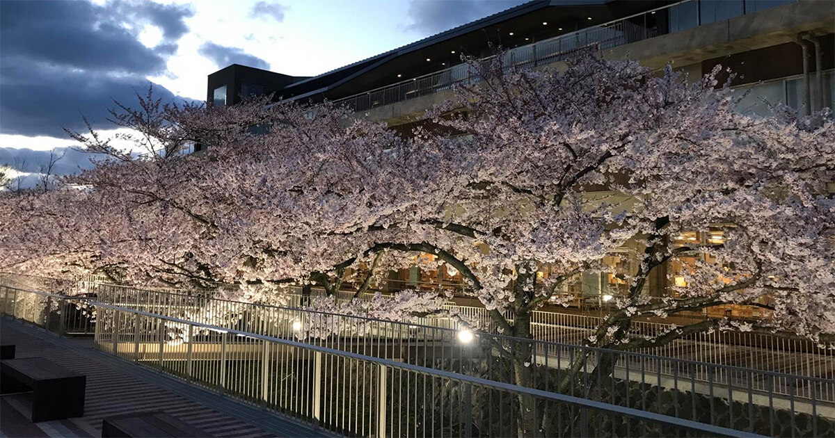 【4月9日〜】能代市役所さくら庭の夜桜がライトアップさせるみたい！