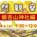 【11月14日】二ツ井町で「自然観察会（銀杏山神社編）」が開催されるみたい！