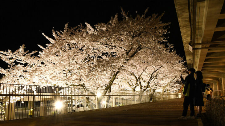 【4月8日〜】能代市役所さくら庭の夜桜がライトアップされるみたい！