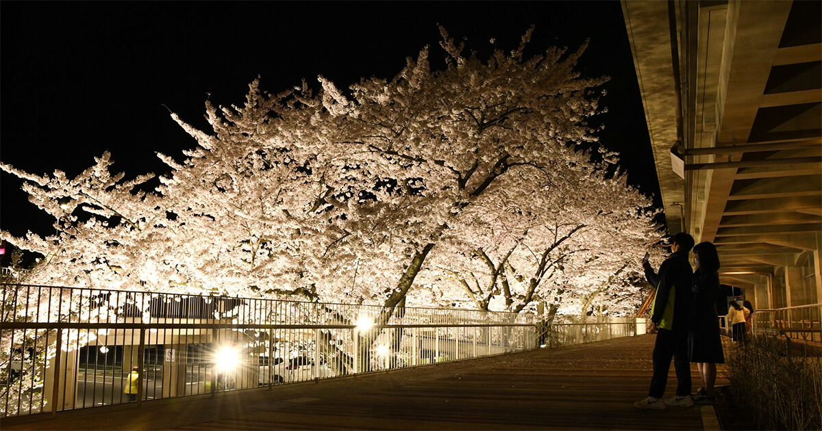【4月8日〜】能代市役所さくら庭の夜桜がライトアップされるみたい！