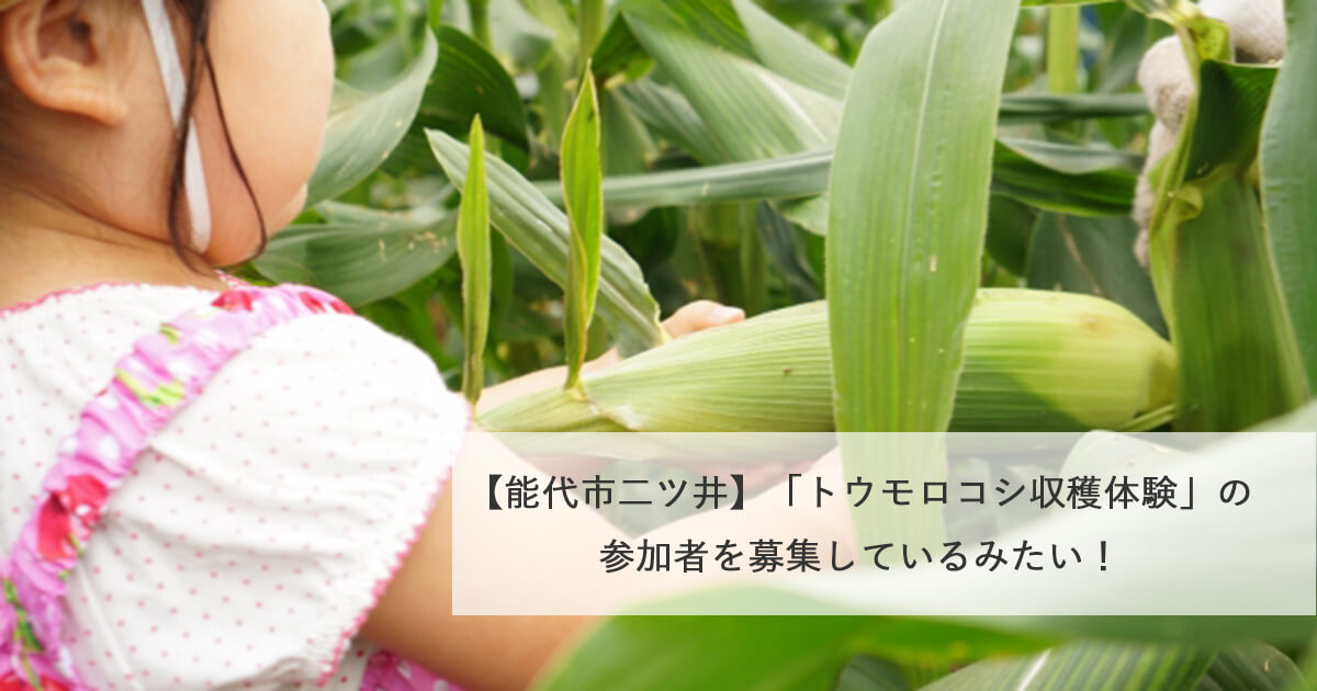 【能代市二ツ井】「トウモロコシ収穫体験」の参加者を募集しているみたい！