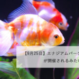 【9月25日】エナジアムパークで「金魚展」が開催されるみたい！