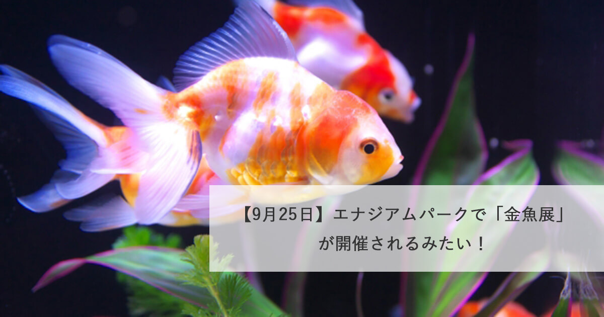 【9月25日】エナジアムパークで「金魚展」が開催されるみたい！