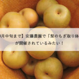 【10月中旬まで】安藤農園で「梨のもぎ取り体験」が開催されているみたい！