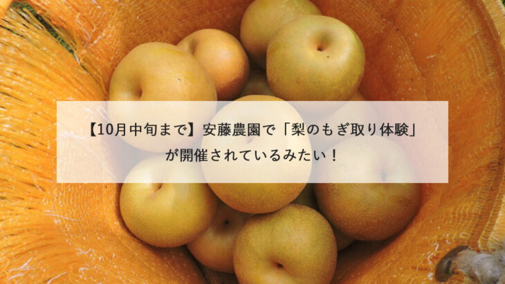 【10月中旬まで】安藤農園で「梨のもぎ取り体験」が開催されているみたい！