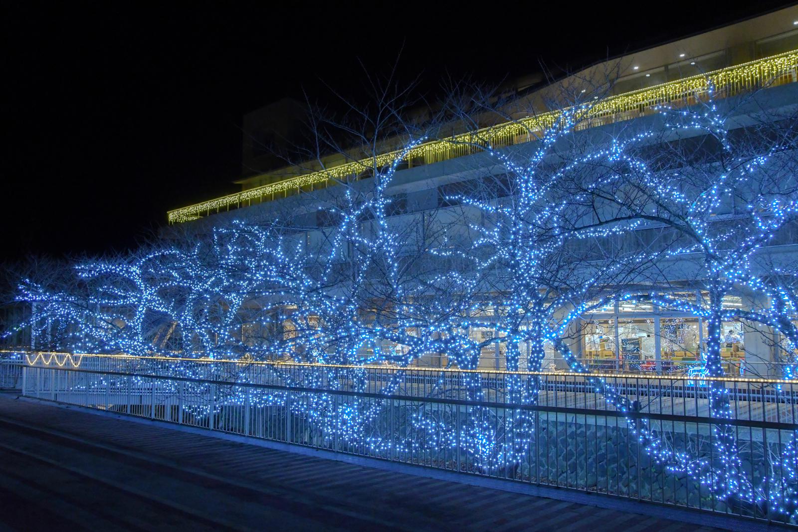 【12月1日〜】能代市役所さくら庭、二ツ井町庁舎前樹木でイルミネーションが点灯するみたい！