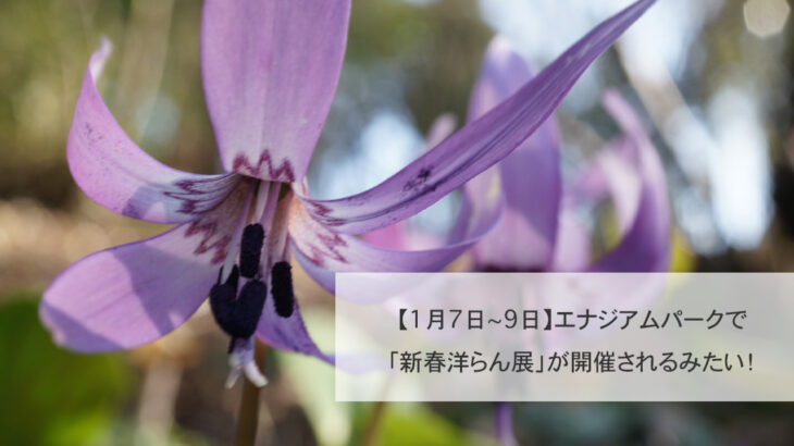 【1月7〜9日】エナジアムパークで「新春洋らん展」が開催されるみたい！