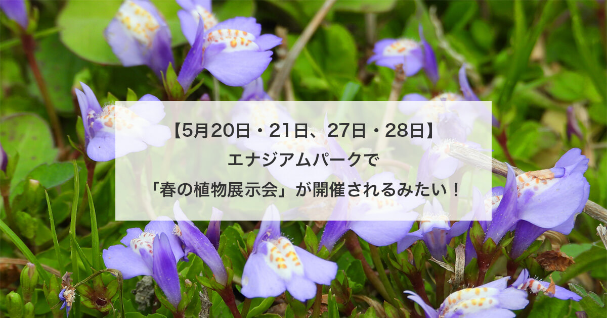 【5月20日・21日、27日・28日】能代エナジアムパークで「春の植物展示会」が開催されるみたい！