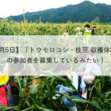 【8月5日】「トウモロコシ・枝豆 収穫体験」の参加者を募集しているみたい！