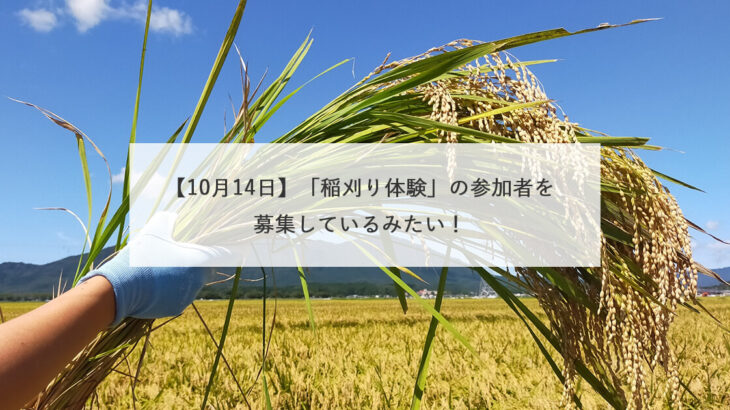 【10月14日】「稲刈り体験」の参加者を募集しているみたい！